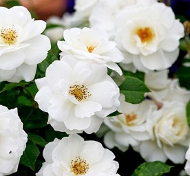 Iceberg  climbing PNĄCA