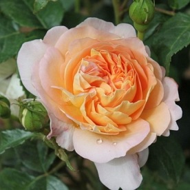 Amelie Nothomb  (Delamel)