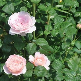 Queen of Sweden ( Austiger)