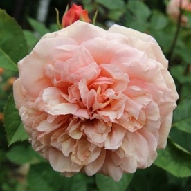 Charles Austin PIENNA