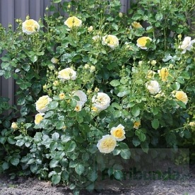 The Sun and the Heart (Hartyre)