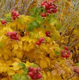 Rosa rugosa – pachnąca róża jadalna o różowych kwiatach
