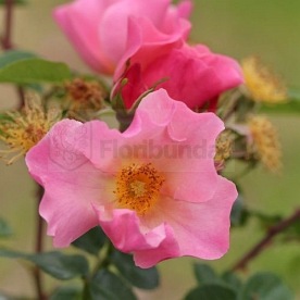 Simple Peach (HARtrifle)