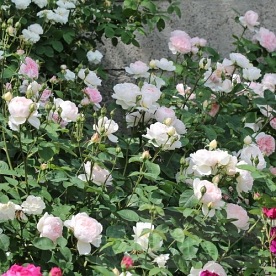 Gentle Hermione  (Ausrumba)