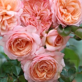 Sourire du Havre (PANaldap)