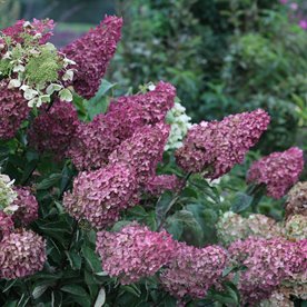 Hortensja bukietowa Vanille Fraise