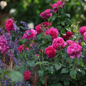 James L. Austin (AUSpike)