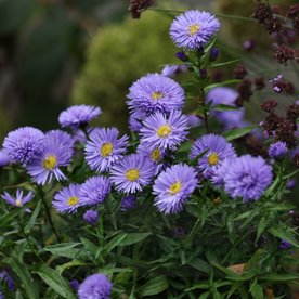 Aster nowobelgijski Marie Ballard – pełne niebieskolawendowe kwiaty