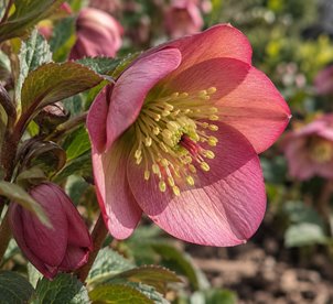 Ciemiernik HGC Ice N' Roses Mary Marble – dwubarwne kwiaty
