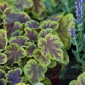 Żuraweczka"Solar Eclipse"