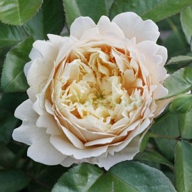 Charles Darwin (Auspeet)