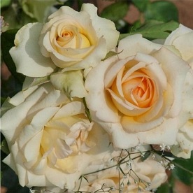 Sally Kane (FRYgroovy)