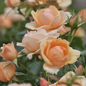 Olympic Palace (POUlym)