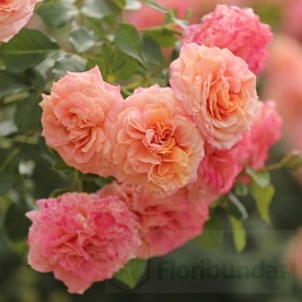 Peach Melba (KORmelpea)