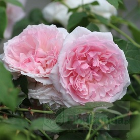 The Wedgwood Rose