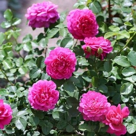 Princess Anne (Auskitchen)