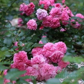 Les Quatre Saisons/ Pink Swany