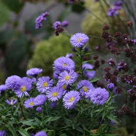 Aster nowobelgijski Marie Ballard – pełne niebieskolawendowe kwiaty