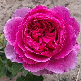 Adore Aroma (Bozarom015)