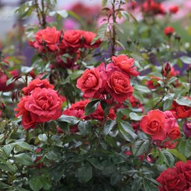 Hot Chocolate  PIENNA