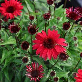 Jeżówka Pearl™ Deep Red