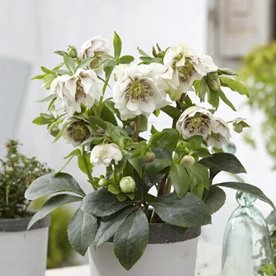 Ciemiernik "Double Ellen White Spotted"