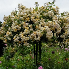 Ghislaine de Feligonde PIENNA