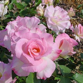 Charles Aznavour (MEIbeausai)