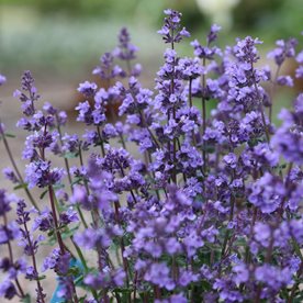 Kocimiętka "Cat's Pajamas Blue"