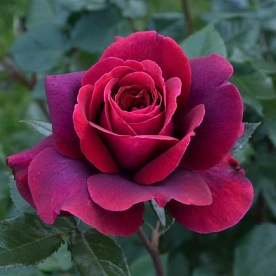 Bellevue  (KORvuebell)