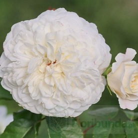 Tranquility (Ausnoble)