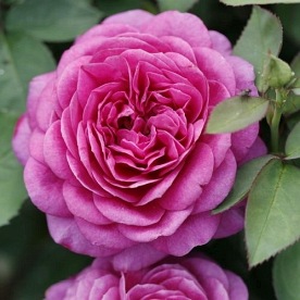 Heidi Klum Rose (Tan00681)