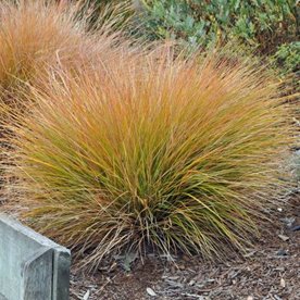 Turzyca ceglasta 'Prairie Fire'