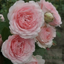 Clair  Renaissance (POUlsyng)