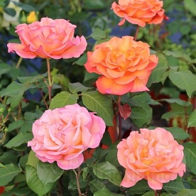 Warm Wishes (FRYxotic) DONICZKA