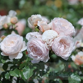 Jardin des Tuileries (DELcreor)