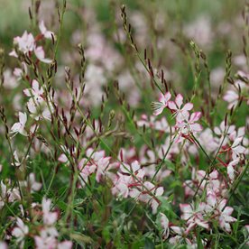 Gaura Gambit® Rose Bicolor