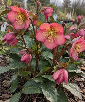 Ciemiernik HGC Ice N' Roses Mary Marble – dwubarwne kwiaty