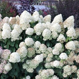 Hortensja bukietowa "Skyfall"