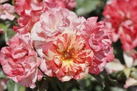 Alfred Sisley (DELstrijor)