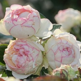 Biedermeier (Tan97123)