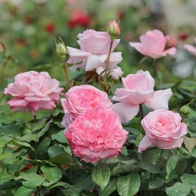 Marlis  Renaissance (Poulren030)