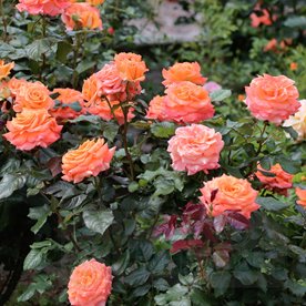 Flora Danica  PIENNA