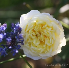 Kronprinsesse Mary (Poulcas018)