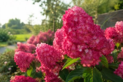 Hortensja bukietowa Gardenlights 'Redlight’