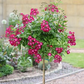 Red Ballerina PIENNA