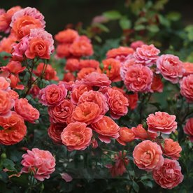 Theodor Fontane Rose