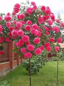 Rosarium PIENNA