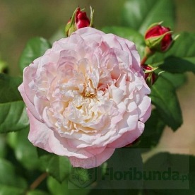 Eliane Gillet (MASelgi)