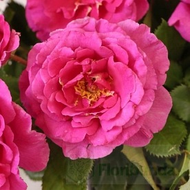 Princess AlexandraRenaissance